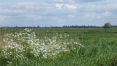 Natuurgebied Ruygeborg